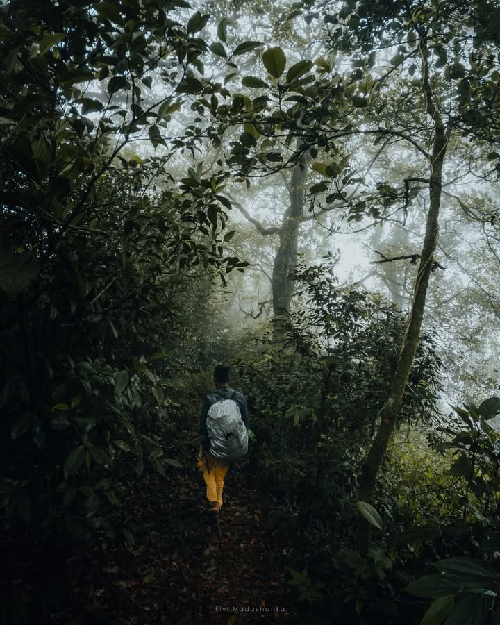 නුවර පැත්තෙන් ඉදන් පුජාගල පැත්තට යන පාර දිගේ