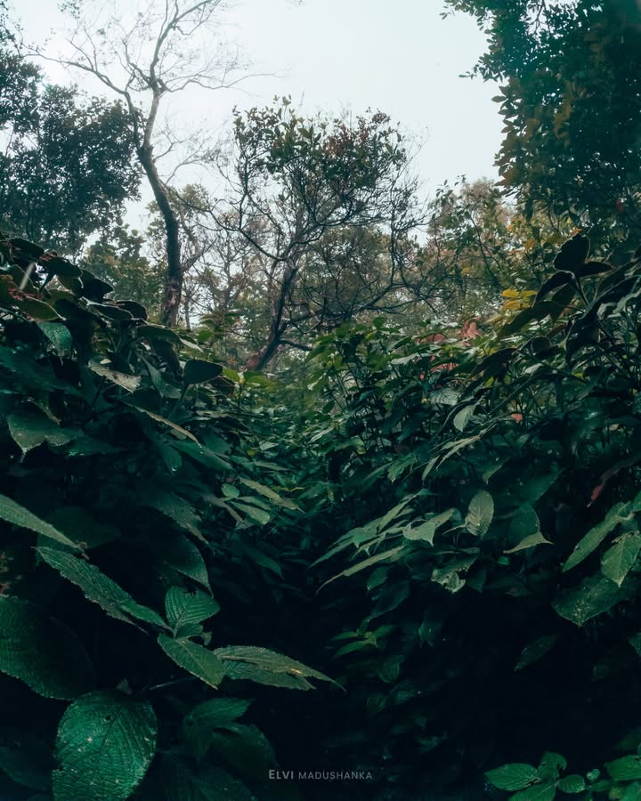 සිරිපාදේ සදගල තැන්නෙන් යද්දිත් මේ වගේම තැනක් හම්බෙනවා ගියපු අය දන්නවා