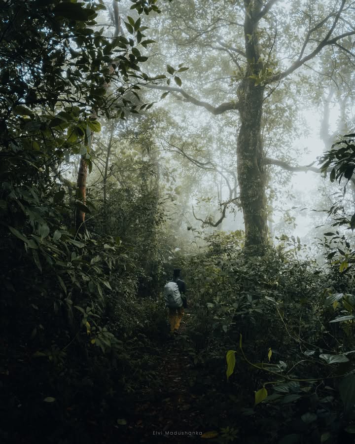 නුවර පැත්තෙන් ඉදන් පුජාගල පැත්තට යන පාර දිගේ
