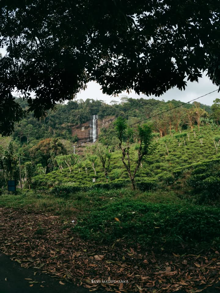අලුපොල ඇල්ල තේ වතු ගොඩක් මැද්දේ