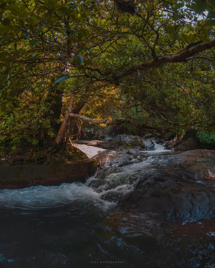 මියුනු අල්ලෙ පහල
