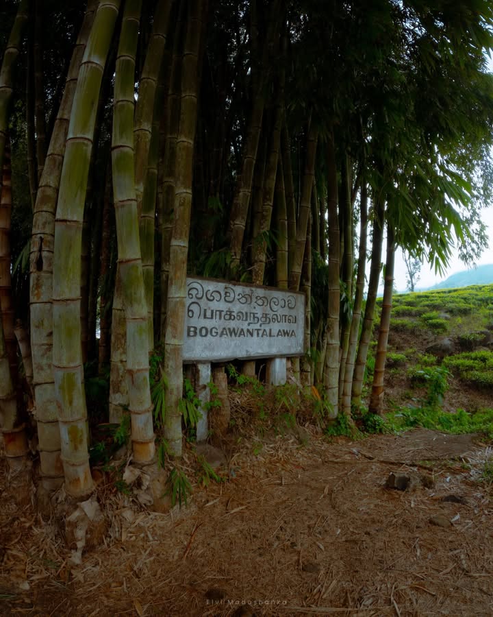 දියඇලි ගොඩක් බලාගෙන, බලන්ගොඩ ඉදන් බොගවන්තලාව හරහා Gartmore වලට යමු