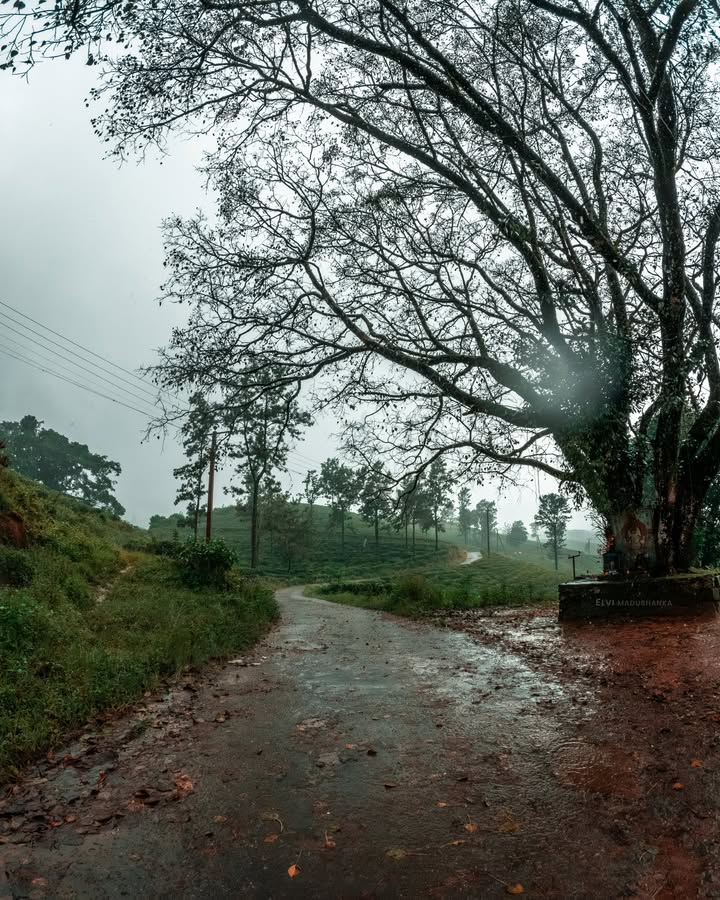 නාගස්තැන්න පාරේ tamil ගම්මානය පහු කරලා යද්දී