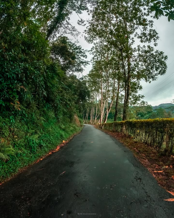 ඔළු ඇල්ලෙන් පස්සේ යටියන්තොටට එද්දී හම්බෙන ලස්සන ගස් වලින් වට උන පාර