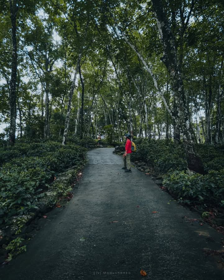 වෙළද ඇල්ලට යන ගමන් මේ පාරේ නම් යන්න එපා දිය සෙවල වලට පාරම ලිස්සනවා, ඇල්ලේ ලගටම වෙන පත්තන්කින් එන්න පුළුවන්
