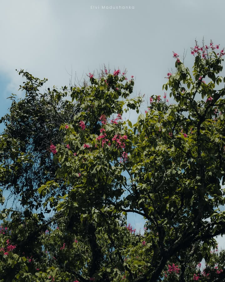 නුරී වල මේ දවස් වල මල් පිපිලා