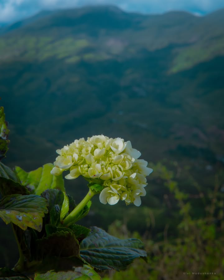 ලස්සන ලස්සන මල් ජාති තියෙනවා මේ හරියේ, කඩන්න එහෙම එපා :D