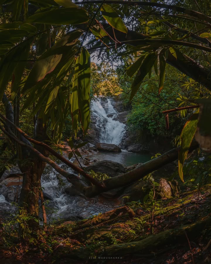 මියුනු ඇල්ල ගස් කෝලන් අතරින්