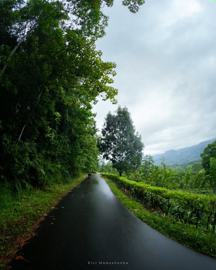 පුංචි දඹදිව පන්සල හරියේ