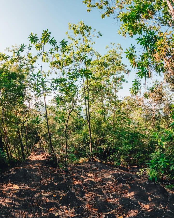 කන්දේ උඩට යද්දී ඒ කැලා පාර