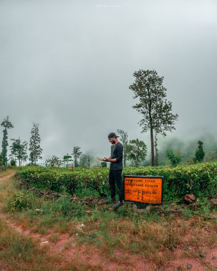 නාගස්තැන්න තේ වතු