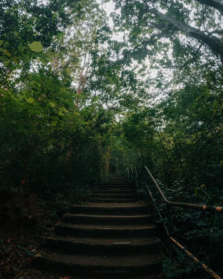 දූවිලි ඇල්ලට යන පාර දිගේ