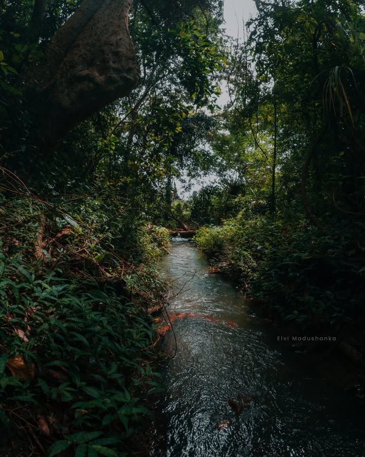 දියවිනි ඇල්ලේ උඩට යද්දී හම්බෙන දිය පාරවල්
