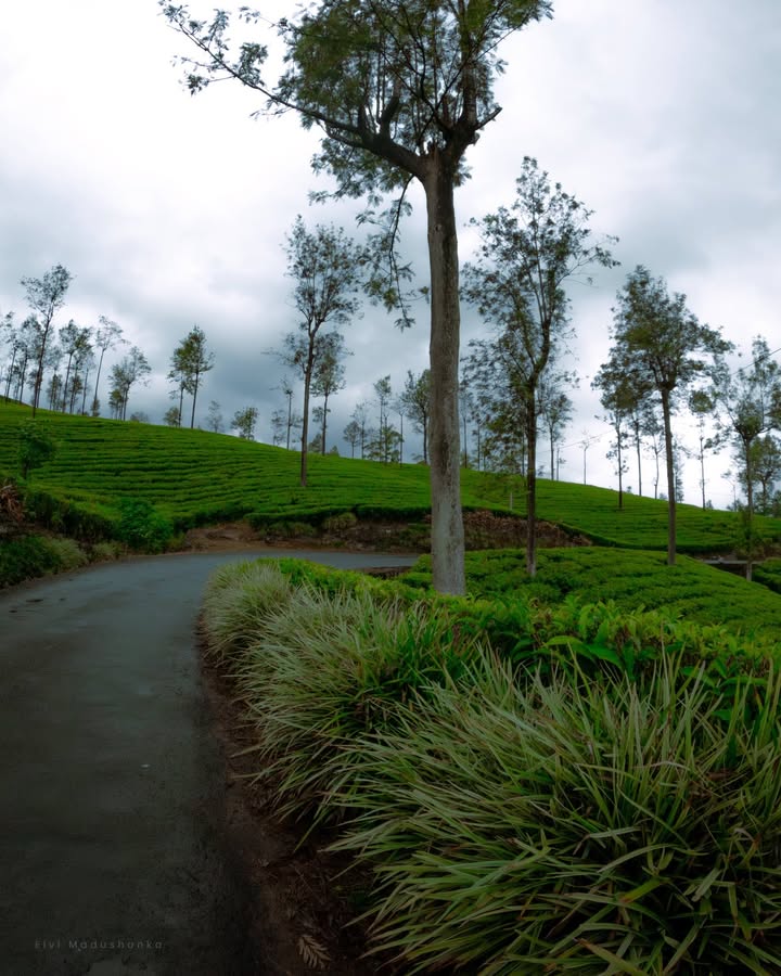 Norwood town එකට යද්දී හම්බෙන ලස්සන තේ වතු 🍃😍