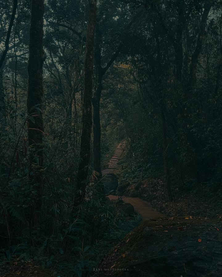 කැලේ මැදින් හැරමිටිපානට