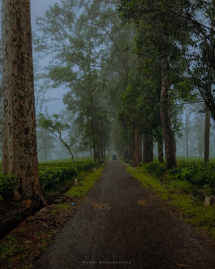 තාලිය වැටුන ඇල්ලට යන ලස්සන පාර