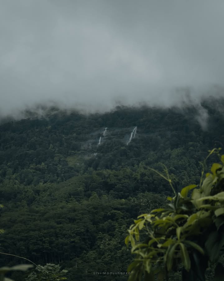 බල්ලා මල ඇල්ලට යද්දී හම්බෙන තවත් පොඩි පොඩි ඇලි
