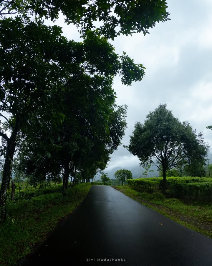 පුංචි දඹදිව පන්සල හරියේ ඒ ලස්සන පාර