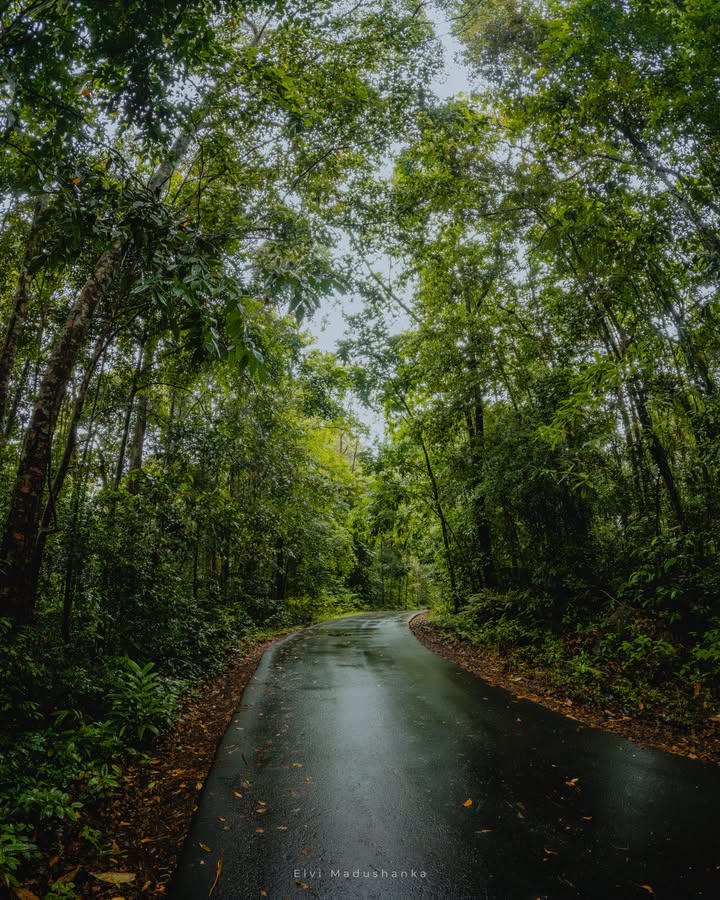 රත්ගඟ පොල්වත්තට යන ගමන් ඒ කැලෙන් වට උන පාර