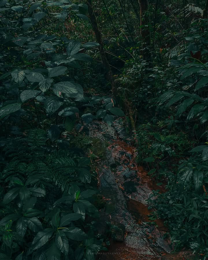කළු ගගේ පලවෙනි උල්පත