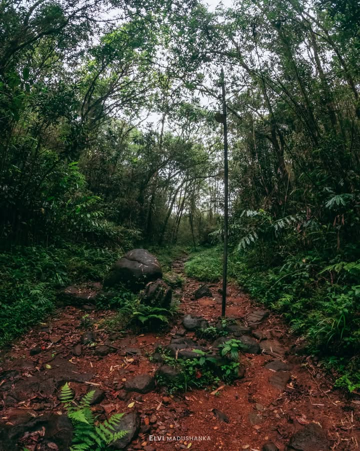 මිදුමයි වැස්සයි අතරින් මම හැරමිටිපානට