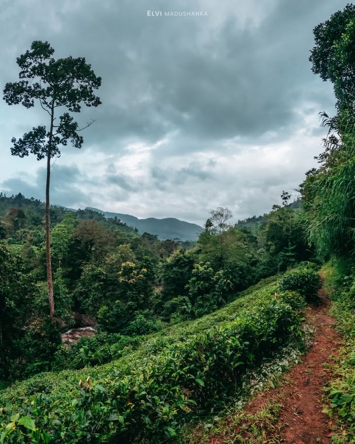 ජම්බෝල ගහ අම්බලටම එන ගමන්