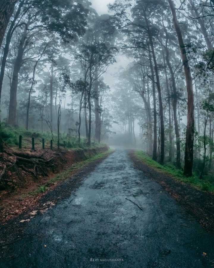 Yakaගේ පදිපෙලට යන පයිනස් ගස් වලින් වට උන මීදුමෙන් වෙලාගත් හෝර්ටන්තැන්න පාර