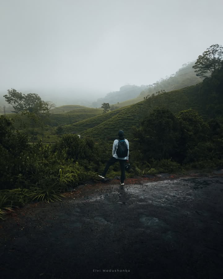වේවැල්තලාව ගම්මානයට යන පාර දිගේ ඉස්සරහින් පෙන්නේ ගමේ තේ වගාව