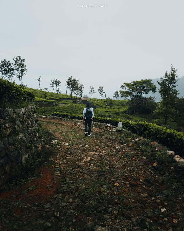 හල්ගොල්ල Tea Estate view point එකට යන ගමන්